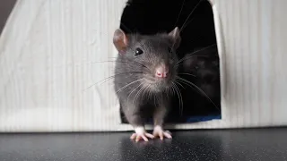 Что делать, если крыса хрюкает 🐀