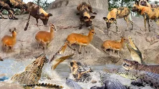 Standing Between Life And Death, Waterbuck Alone Knocks Down Wild Dogs And Waterbuck To Escape Death