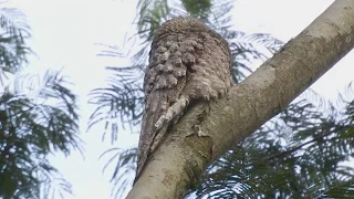 Mãe-da-lua-gigante / Great Potoo (Nyctibius grandis)