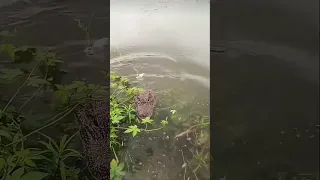 Мужчина дразнит крокодила мясом 😂😄🐊 Cute funny crocodile #funny #animals #shorts #смешно #животные