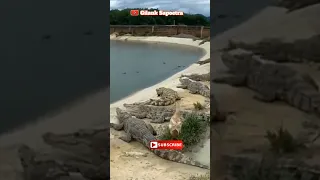 The duck is almost preyed upon by the crocodile #shorts #animals #viral