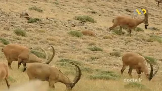 Wildlife of Iran "Wild Goat"