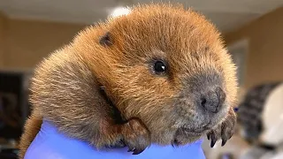 Baby beaver has uncanny object recognition