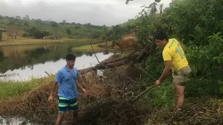 FOMOS TIRAR CAPIM BRAQUIARIA E AGUAPÉ DA LAGOA