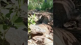 Komodo dragons are afraid of eating live pigs😨