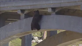 Медведь  24 часа висел над пропастью, но помощи дождался!