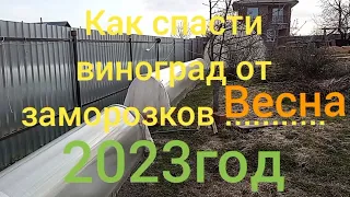 Как спасти виноград от весенних заморозков. Укрытие для лозы.