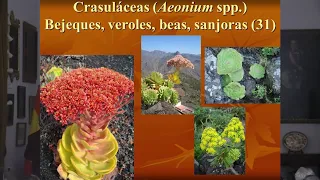 Jardines Históricos de Canarias 4. Plantas y Jardines de Canarias por Arnoldo Santos