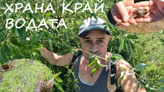 ДИВА ХРАНА КРАЙ ВОДАТА WILD FOOD AT THE WETLANDS #foraging #animals #herbs #plants #nature #животни