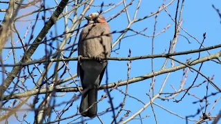 Каркающая сойка. Garrulus glandarius. Птицы Беларуси.