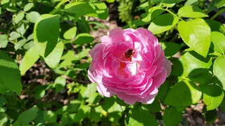 Условия для успешного выращивания роз Дэвида Остина в жарком климате ( Ростов-на-Дону)!💚🧚‍♀️