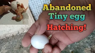 How to bring life an abandoned Pigeon egg?