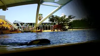 Orca Ocean show Loro Parque 2016 - Выступление косаток Лоро-парк