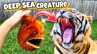 FEEDING TIGERS DEEP SEA CREATURES ! 1000 FT DEEP !!