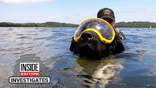 Will These Dogs Rescue Their Owners From Drowning?
