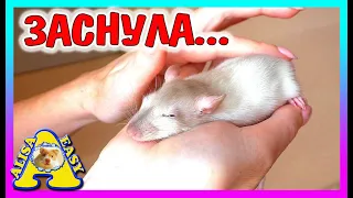 САМАЯ РУЧНАЯ КРЫСА ПОМЕНЯЛА ЦВЕТ / ХОМКИ БЕСЯТСЯ / КНОПОЧКА ПСЕШИТ / Alisa Easy Pets