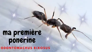 Ma première ponerine!! (et elle pique 😱)- Odontomachus Rixosus