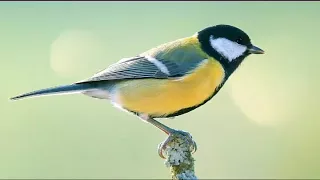 Great tit bird song / call / voice / sound