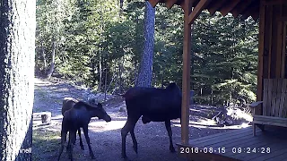 Moose - Collared Mom and twins on mount Spokane 8/15/2016