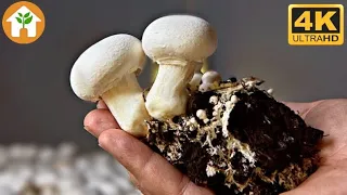 Champignon Mushrooms Growing at Home 4K Time Lapse + Unboxing Guide