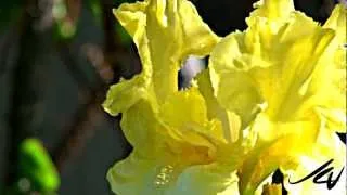 Irises - Iris sanguinea - Greek word for a rainbow - YouTube.mxf