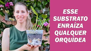 Esse é o melhor substrato para enraizar as orquídeas