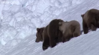 HD: Grizzly Bears Negotiate Snowy Mountains - Nature's Great Events: The Great Salmon Run - BBC One