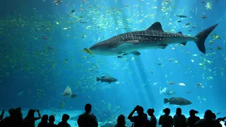 List of aquaria | Wikipedia audio article