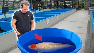 The 16 BEST and LARGEST Koi Fish in the World!