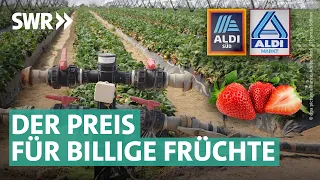 Billiges Obst bei Aldi: Das grausame Geschäft mit den Erdbeeren | die RECHERCHE: Inside Aldi | NDR