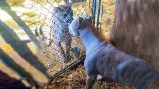 Dogo Argentino Vs Puma Mountain Lion In a Real Fight - PITDOG