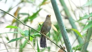 阿宏的鳥事件...........台灣畫眉