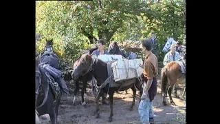 Bosanski brdski konj dao je veliki doprinos u odbrani od agresije na BiH