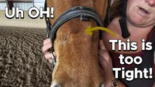 Is Your Noseband Too Tight? Watch This Before Riding Your Horse!