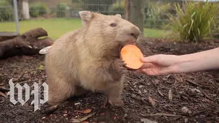 Why is wombat poop cube-shaped? Researchers reveal its mystery.