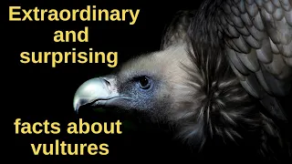 🦅✨ The Incredible World of Vultures: Unveiling Surprising Facts! 🌍🔍 #vulture