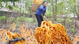 Harvesting Ming Aralia Root &Goes to the Market Sell - Harvesting & Cooking ||Ly Thi Hang Daily Life