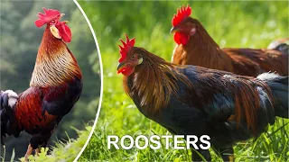 ROOSTERS