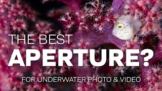 What Is The Best Aperture For Underwater Photo & Video? #underwaterphotography