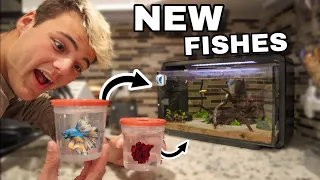 My 2 *NEW* BETTA FISH!! (rip luna)