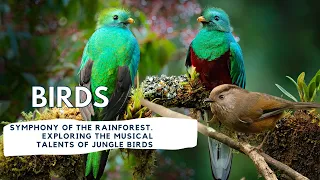 Symphony of the Rainforest. Exploring the Musical Talents of Jungle Birds in 4K UTRA HD