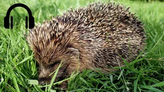 Hedgehog snuffling sound effect