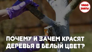 Почему и зачем красят деревья в белый цвет?