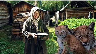 A hungry lynx asked people for milk for her lynx, and after a while the PREDATOR returned...