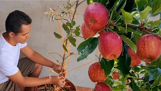 Poda Maçã para Frutificação | Quebra da dominância apical