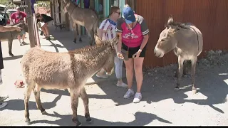 Route 2021: Meeting the burros of Oatman