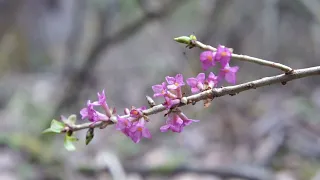 Первые дни мая в лесу. Зарисовка для вдохновения