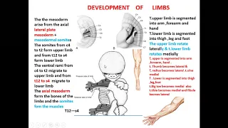 7 development of limbs