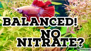 Planted tank balance and issues