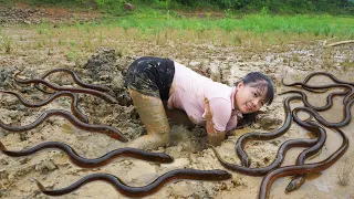 Harvesting A Lot Of Eels In The Mud Pond Goes to market sell / Phương - Free Bushcraft